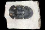 Trilobite (Paralejurus spatuliformis?) Fossil - Morocco #134056-1